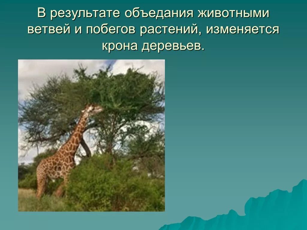 Растения благоприятные для животных. Влияние животных на растения. как животные влияют на растения. влияние животных на растения примеры. животные которые благоприятно влияют на растения.