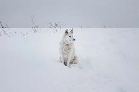 Белый клык крылатское