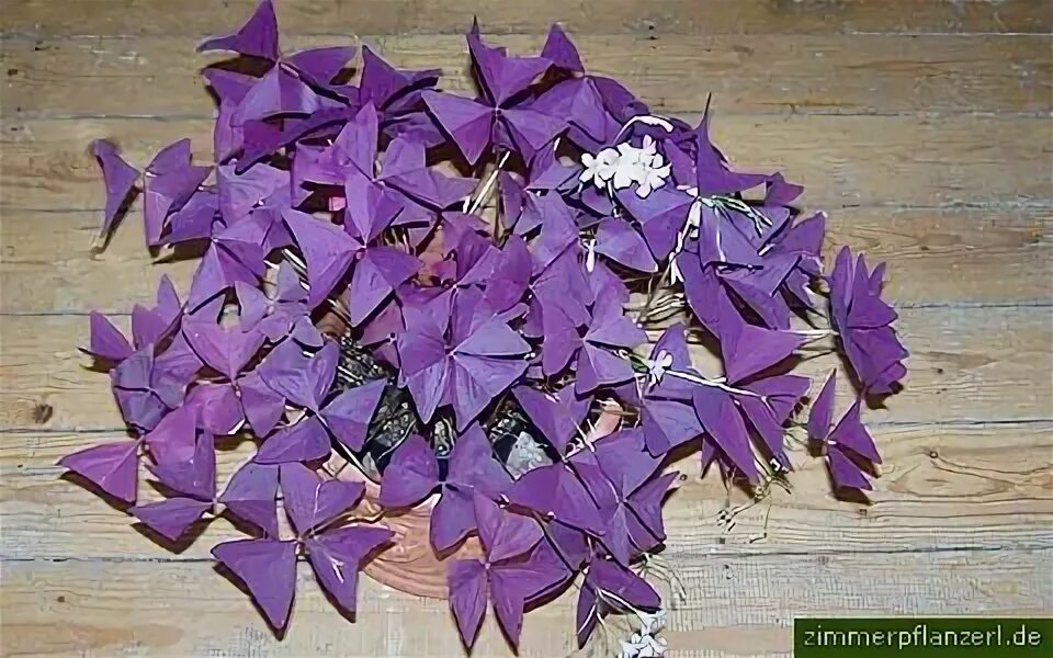 Заячья капуста цветок комнатный фото Оксалис (кислица): сорта, выращивание и уход, размножение. Фото