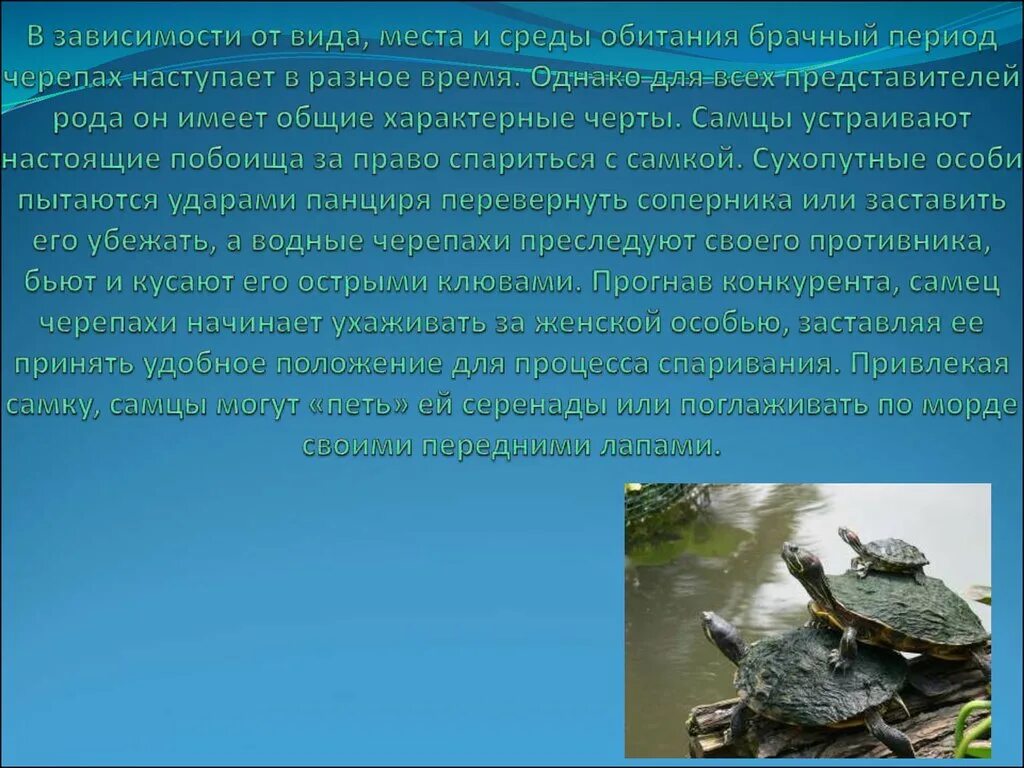 Среда обитания черепахи. Приспособленность черепахи к среде обитания. Черты приспособленности к среде обитания черепахи. Черты приспособленности черепахи. Черты приспособленности слоновых черепах