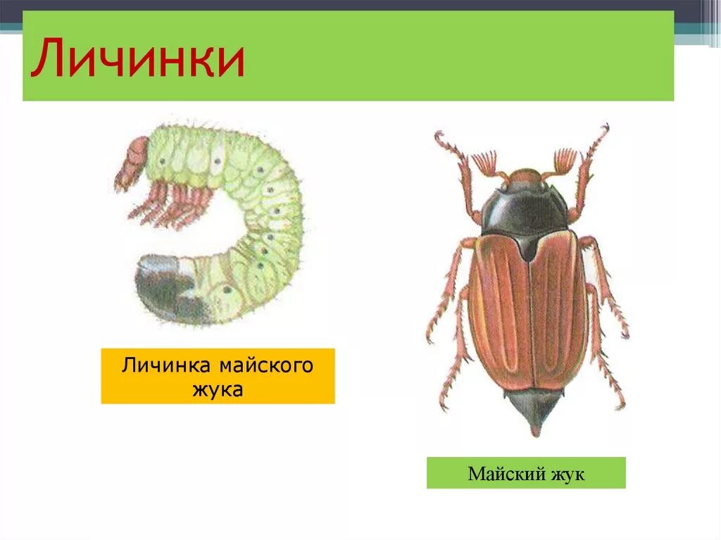 Какое развитие у жуков. Личинка майского жука развитие. Строение личинки майского жука. Внешнее строение личинки майского жука. Внутреннее строение личинки майского жука.