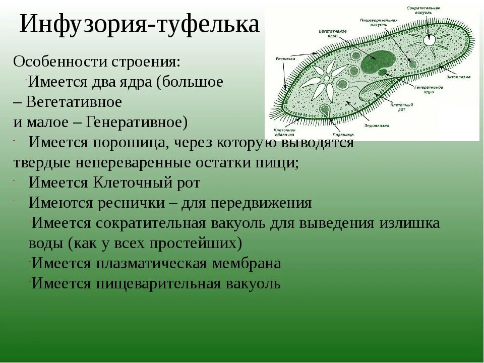 Части строения простейших. Инфузория туфелька особенности строения. Особенности строения инфузории туфельки. Органоиды инфузории туфельки. Органоиды инфузории туфе.