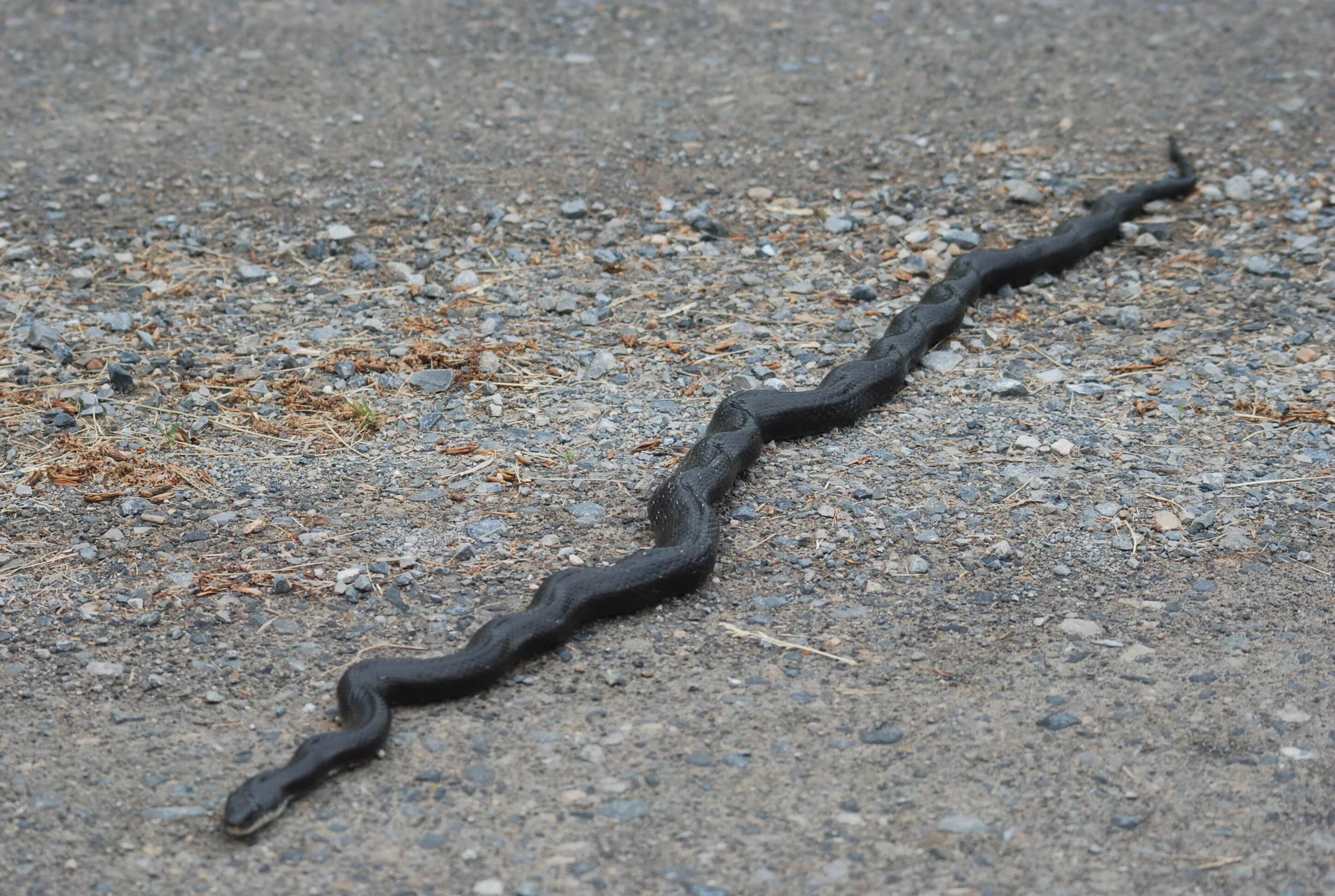 Snake legs