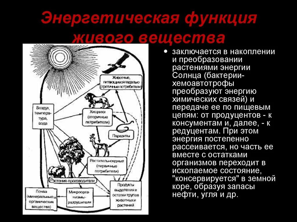 Примерами энергетической функции живого вещества биосферы являются. Энергетическая функция живого вещества организмы. Энергетическая функция живого вещества биосферы. Энергетическая функция живого вещества схема. Энергетическая функция организмов примеры.