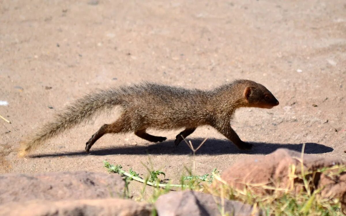 Яванский мангуст. Пушистохвостый мангуст. Лисицевидный мангуст. Бурый мангуст. Почему мангусты.