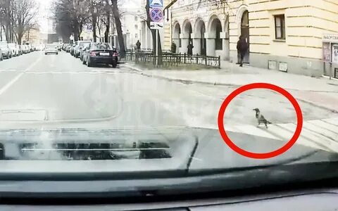 Ворона перешла дорогу