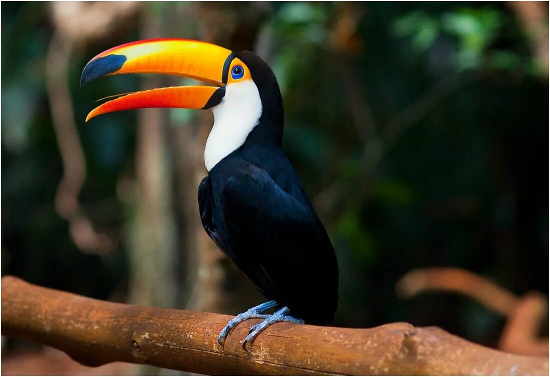 экзотический парк птиц в бразилии. растительный и животный мир бразилии. национальный парк игуасу парк птиц. растительный и животный мир бразилии. дикая природа бразилии.