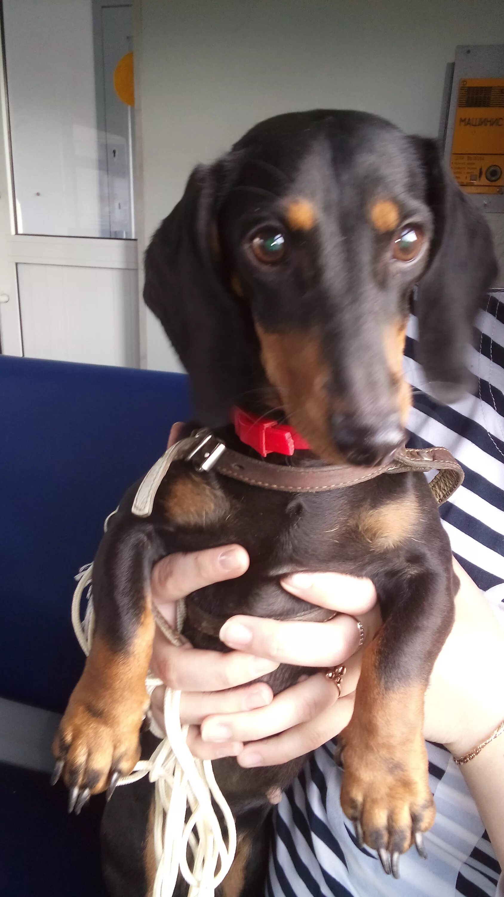 потеряшки москва. найда собака порода. найдена собака эстонская гончая. потеряшки москва область. потеряшки рыжих собак москва и московская область.