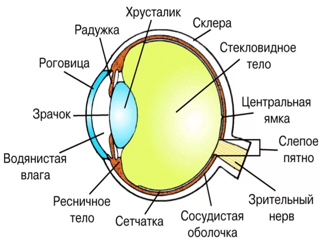 Глаз окружение. Анализаторы глазное яблоко схема строение. Строение глаза сбоку. Строение зрительного анализатора глазное яблоко. Строение глаза сетчатка роговица хрусталик.