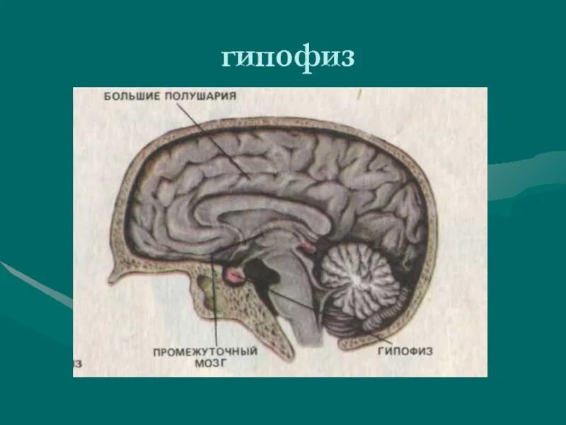 Строение головного мозга гипофиз. Гипофиз промежуточный мозг. гипофиз и большие полушария. расположение гипофиза в головном мозге. функции гипофиза головного мозга.