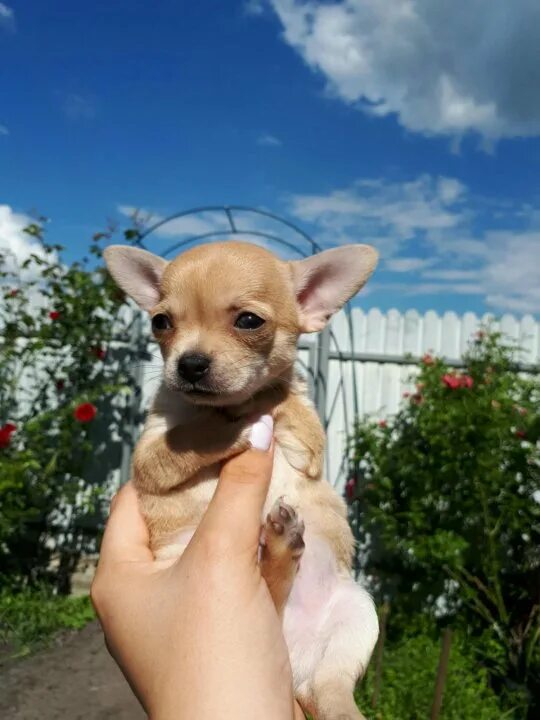 Чихуахуа два месяца. Мини чихуахуа щенки 2 месяца. Чихуахуа длинношерстные щеночки. Чихуа 2 месяца. Щенок чихуахуа длинношерстный 2 месяца.