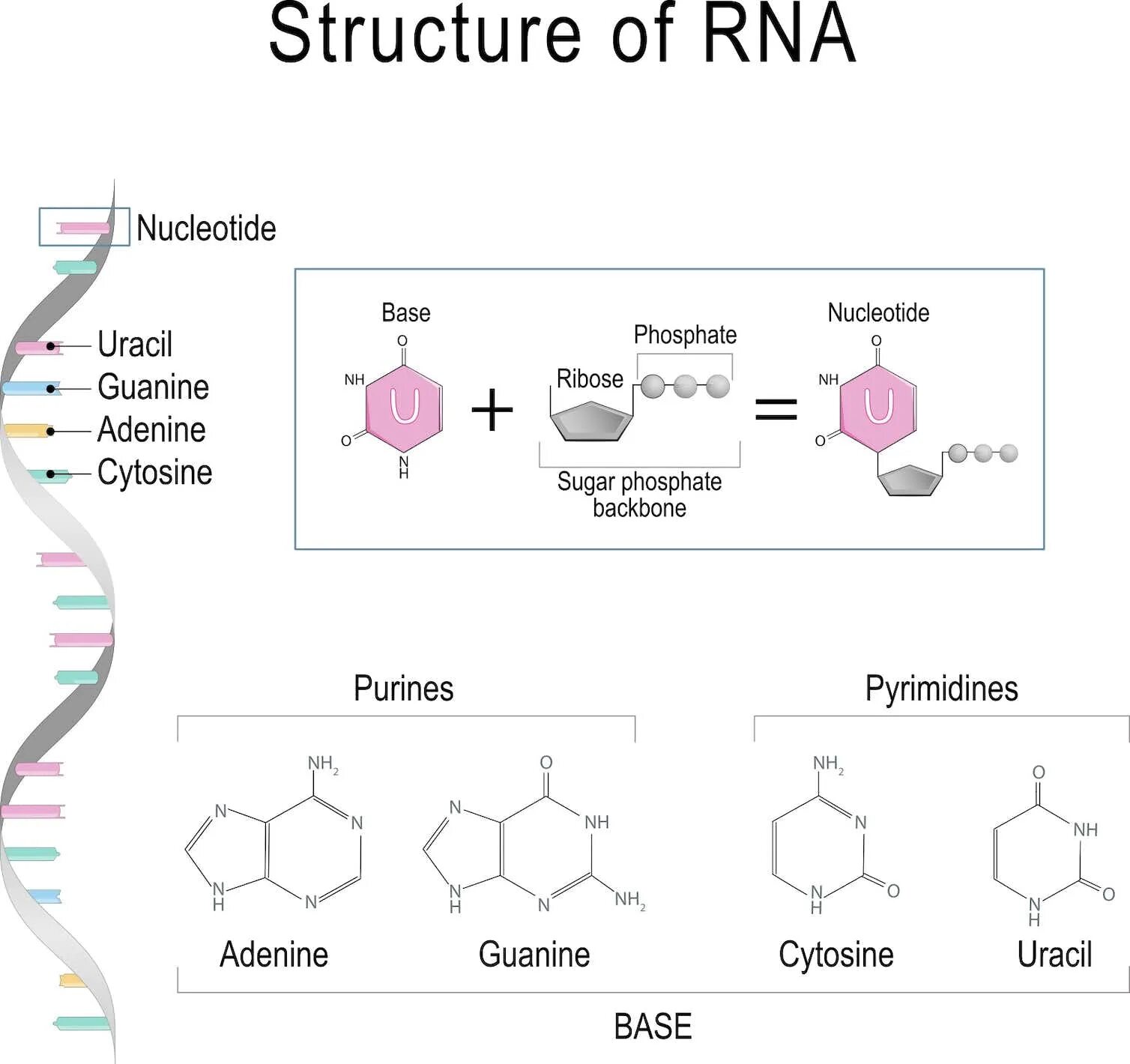 Состав РНК аденин. Цитозин и рибоза. RNA structure. Рибоза в РНК.