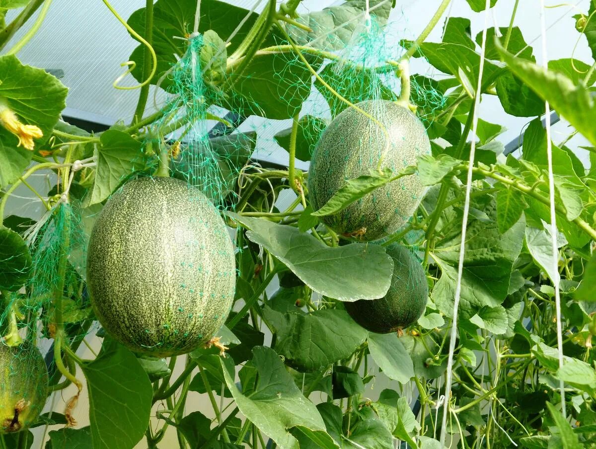 Сорта дыни для теплицы