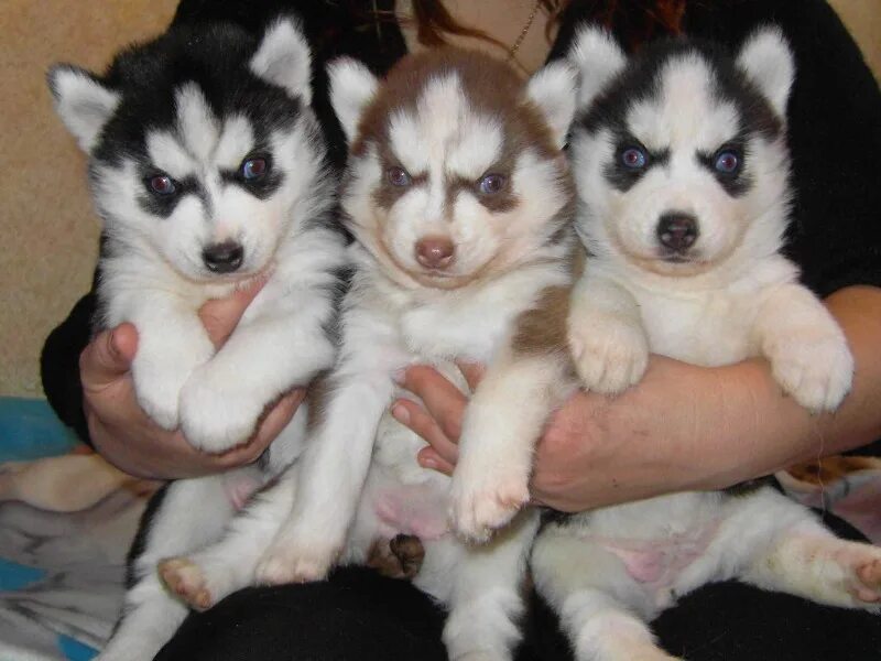 щенят сибирский хаски девочка и мальчик. щенок немецкой овчарки дш. за сколько продают собак. за сколько продают собак. бигль.