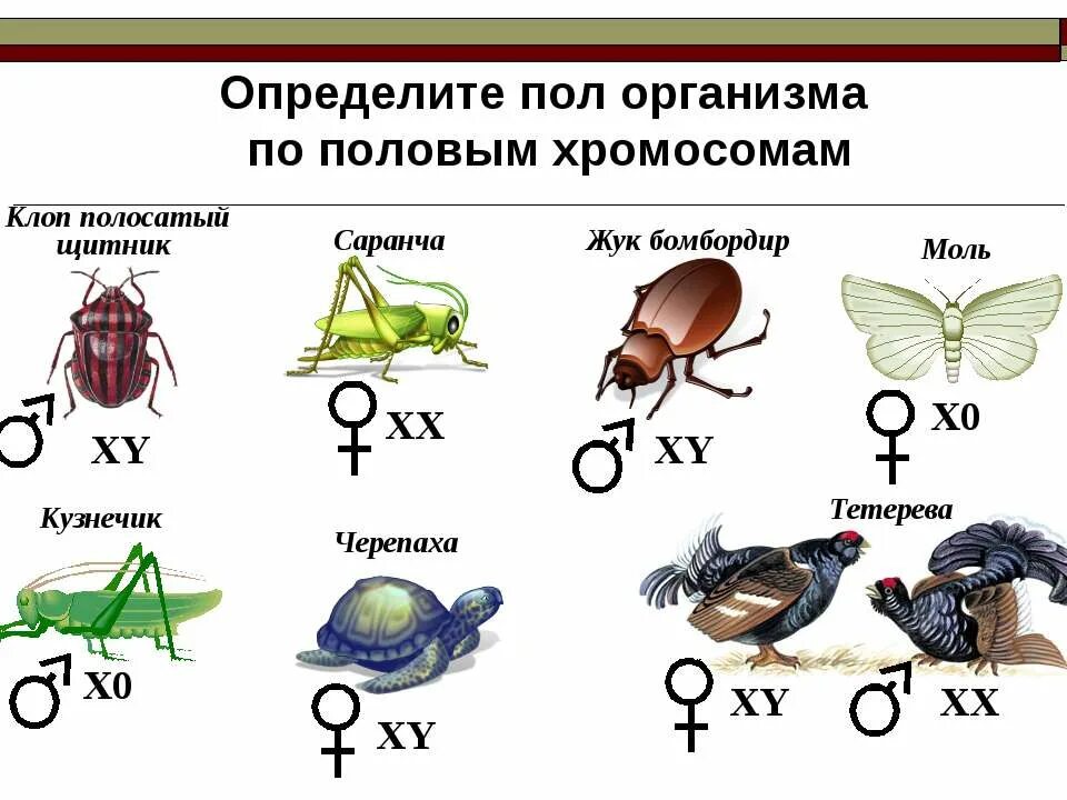 Пол у птиц хромосомы. Наследование пола у насекомых. Механизм наследования пола у птиц, насекомых, млекопитающих. Типы хромосомного определения пола. Половые хромосомы у животных.