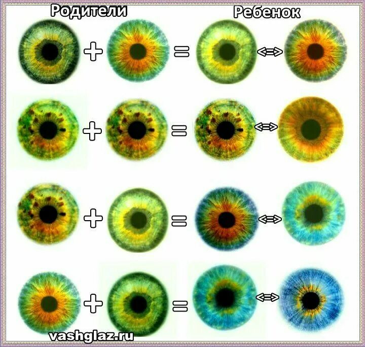 Какие глаза будут у кареглазых родителях. Доминантный цвет глаз. Цвет глаз родителей и детей. Цвет глаз таблица. Как получается зеленый цвет глаз.