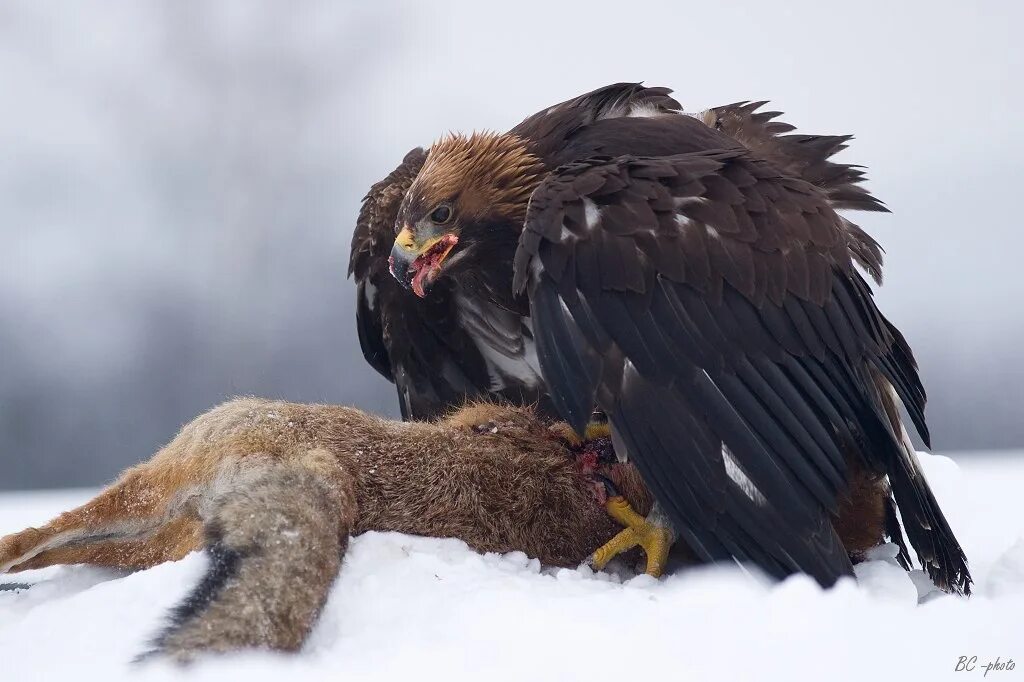 Начало года орла. Беркут Халзан. Беркут Aquila chrysaetos. Черногрудый канюковый Коршун. Беркут Сапсан Халзан.