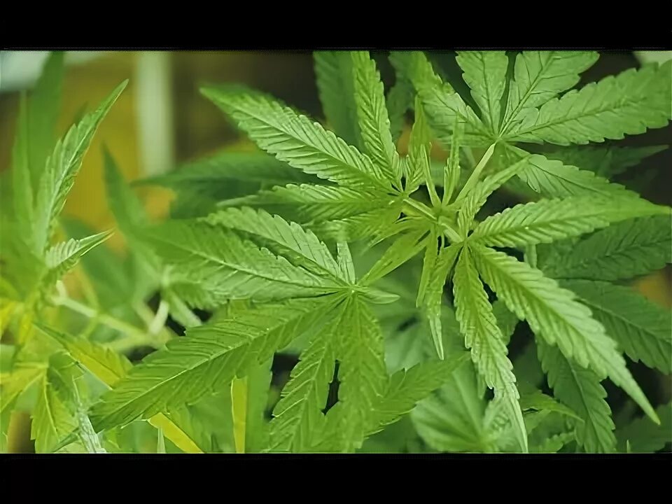 Marijuana Stops Little Girl's Severe Seizures - YouTube