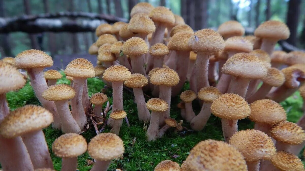 Грибы опята есть. Опята осенние 2021. Опёнок осенний (Armillaria mellea). Осенние грибы Подмосковья опята. Подмосковные осенние опята.