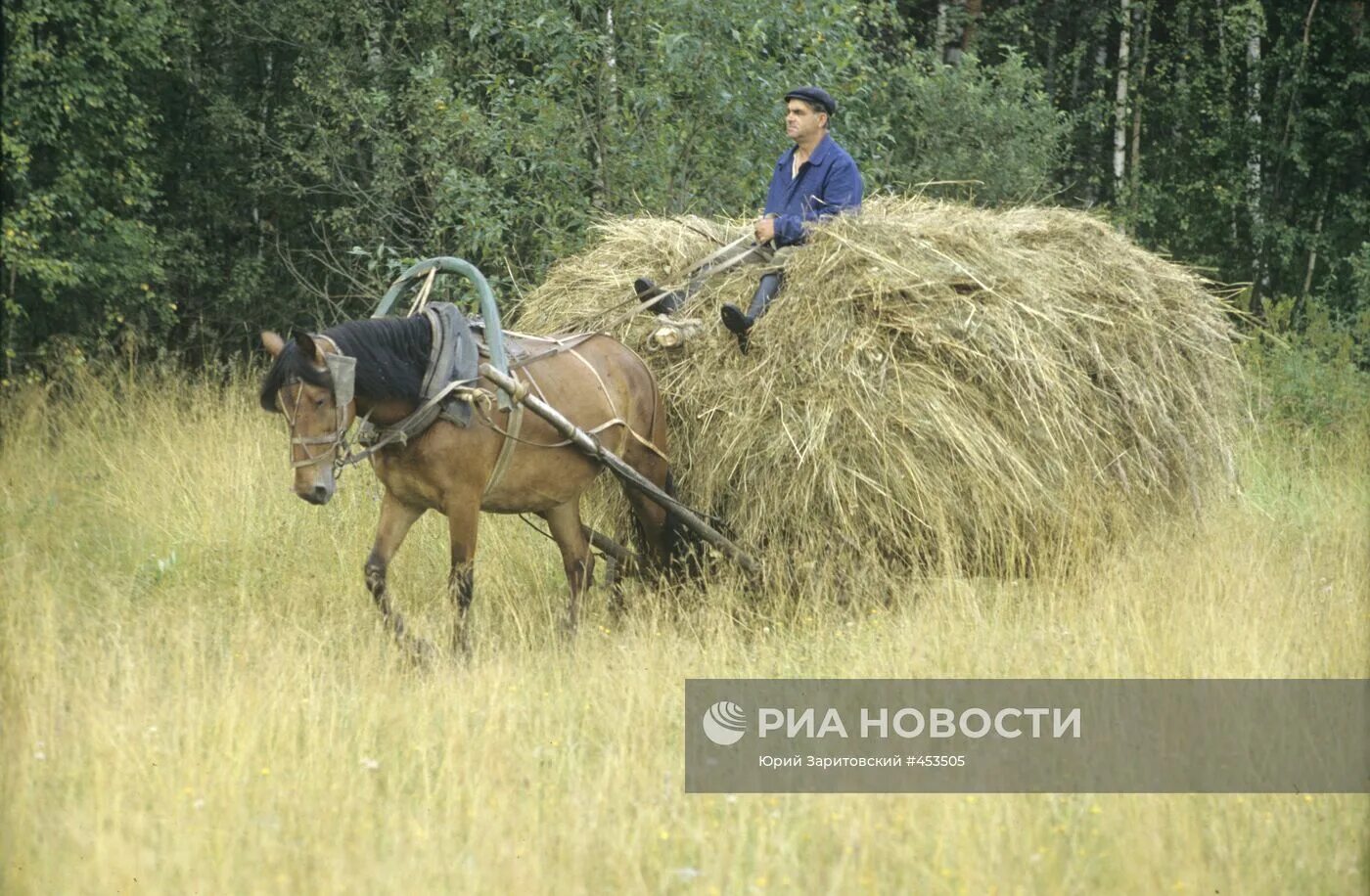 Лошадь везет сено. Сено на повозке. Лошадь везет сено. Сено на телеге. Телега с сеном.