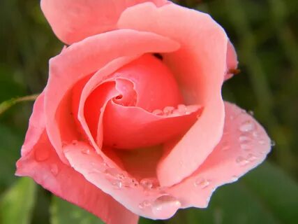 Pink rose red