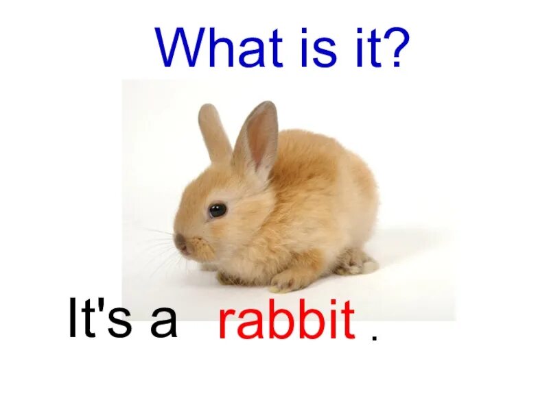 Английский кролики 2 2. Кролик по англ. Rabbit на английском. Слово кролик на английском. Английские слова Rabbit.