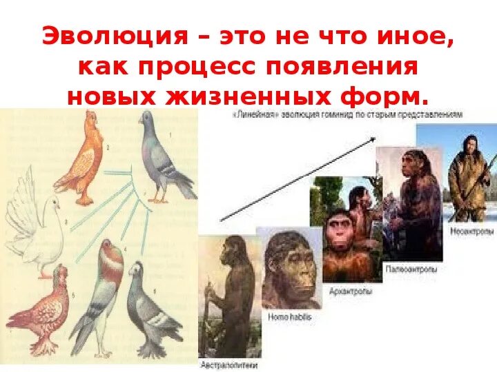 Вид изменчивости играющий ведущую роль в эволюции. Роль изменчивости в эволюционном процессе. Процесс эволюции. Роль наследственности и изменчивости в эволюции. Роль наследственной изменчивости в эволюции.