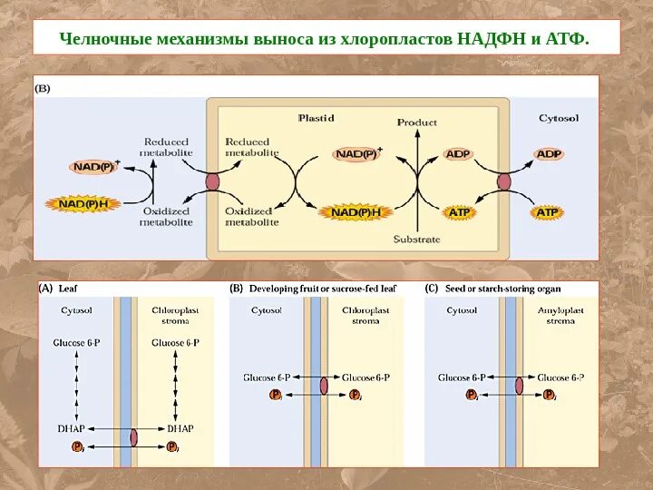 Челночные механизмы биохимия выход АТФ. Челночные системы хлоропластов. Челночный механизм фотосинтеза. Малат аспартатный челночный механизм биохимия.