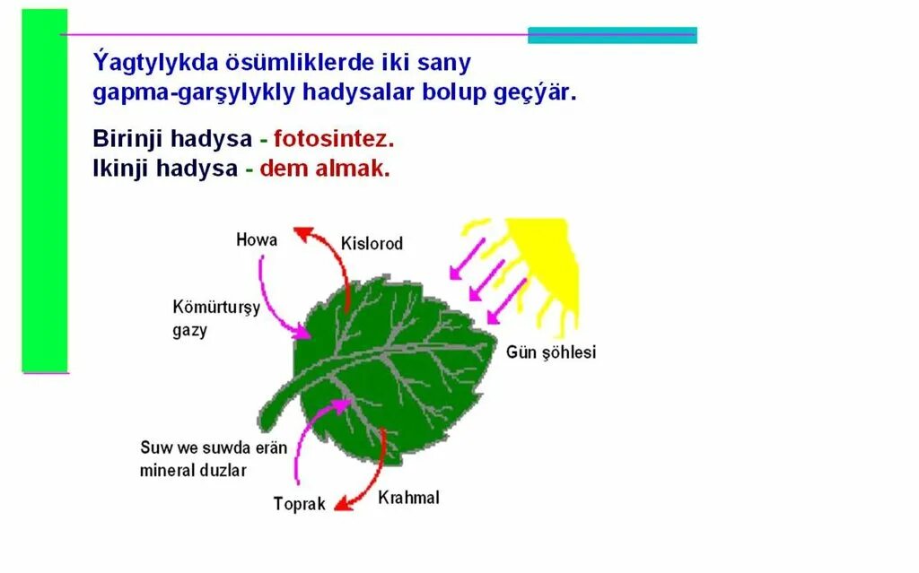 Сообщение на тему фотосинтез 6 класс. Фотосинтез. Fotosintez haqida malumot. Фотосинтез 6 класс биология презентация. Фотосинтез процессы кыргызча.