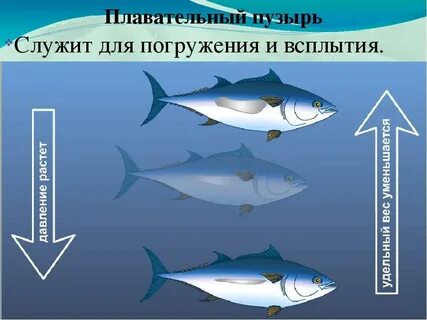 Плавательный пузырь выполняет роль