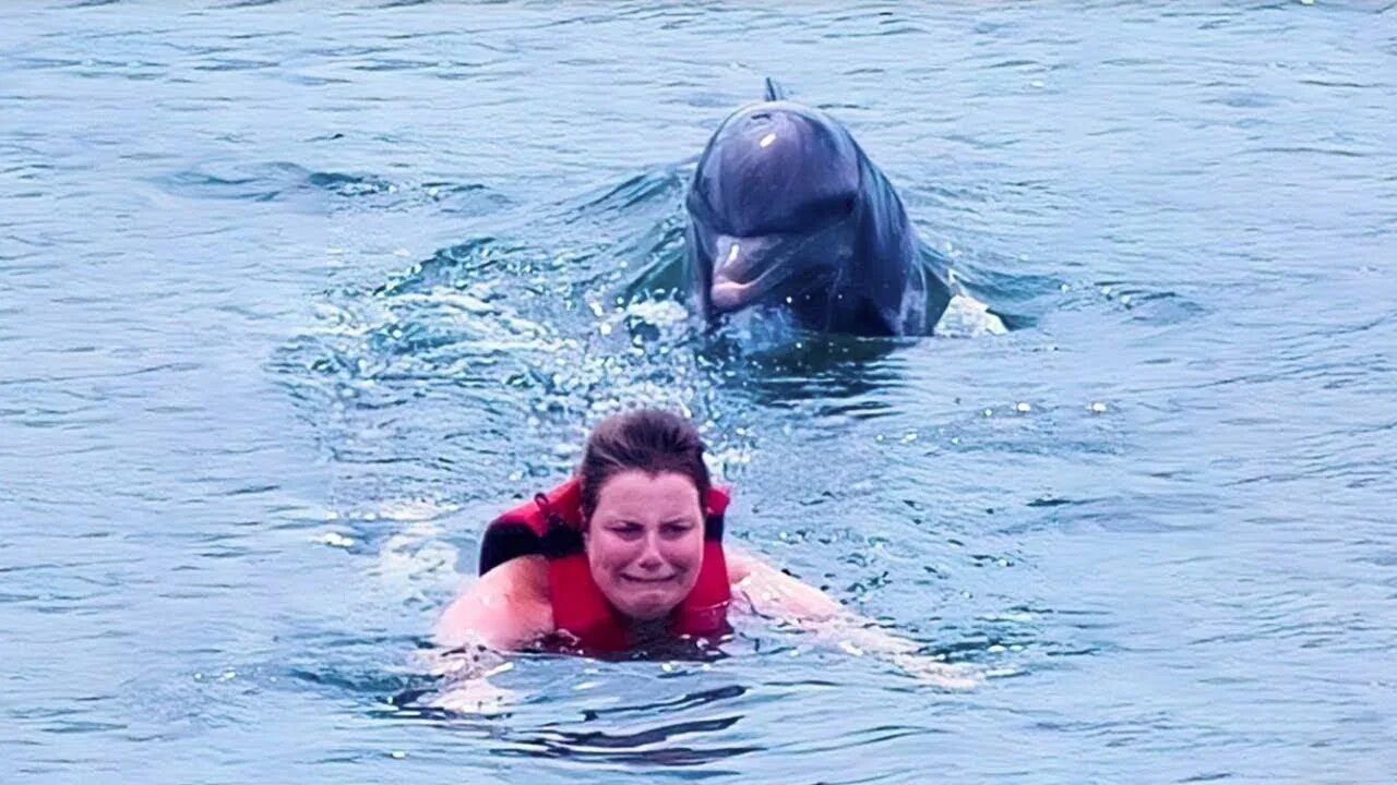Есть ли дельфин людей. Нападение дельфинов на людей. Нападение дельфина на человека. Дельфины и люди.