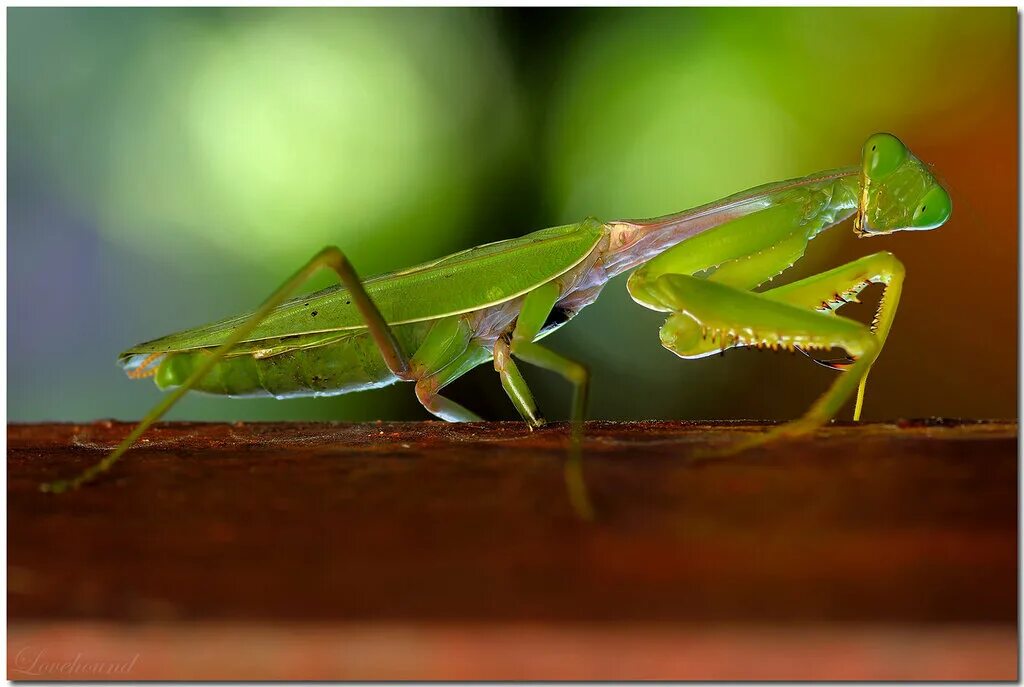 Богомол обыкновенный насекомые. Субтропический богомол. Богомол дальневосточный. Богомолы мантис зелёный. Богомол самка и самец.