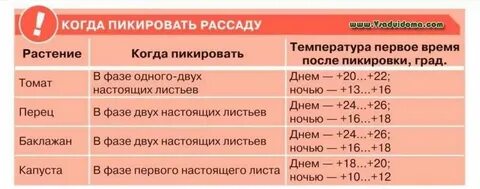 Температура перцев