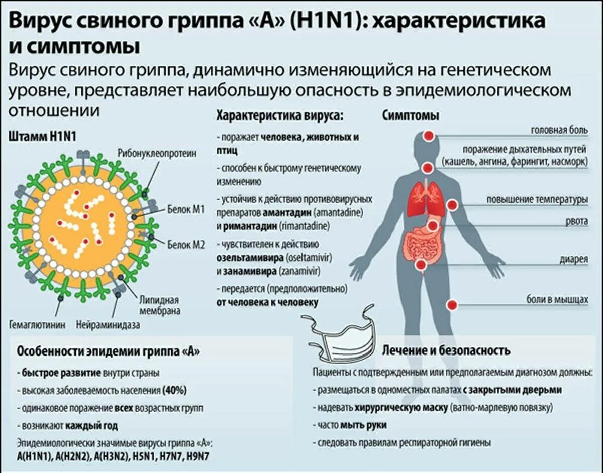 Вирус гриппа h1n1. Вирус свиного гриппа (h1n1). Особенности мвиного группа. Свиной грипп симптомы. Орви заразное заболевание