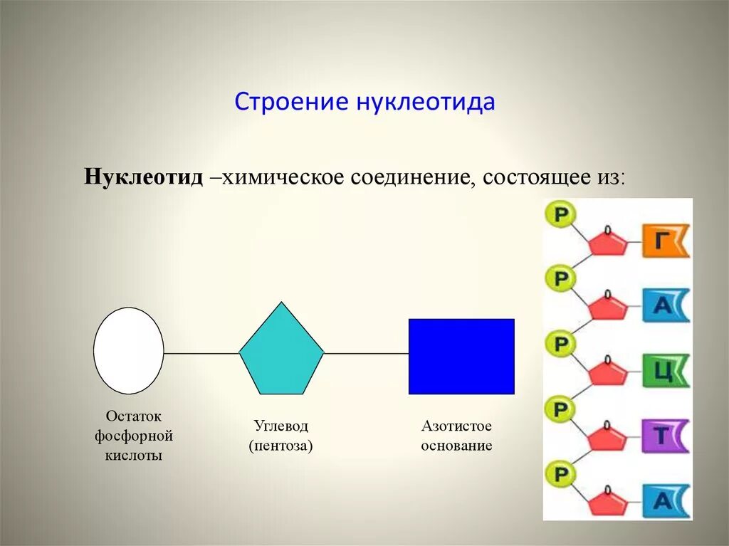 Как устроен нуклеотид сравните строение нуклеотидов - Telegraph