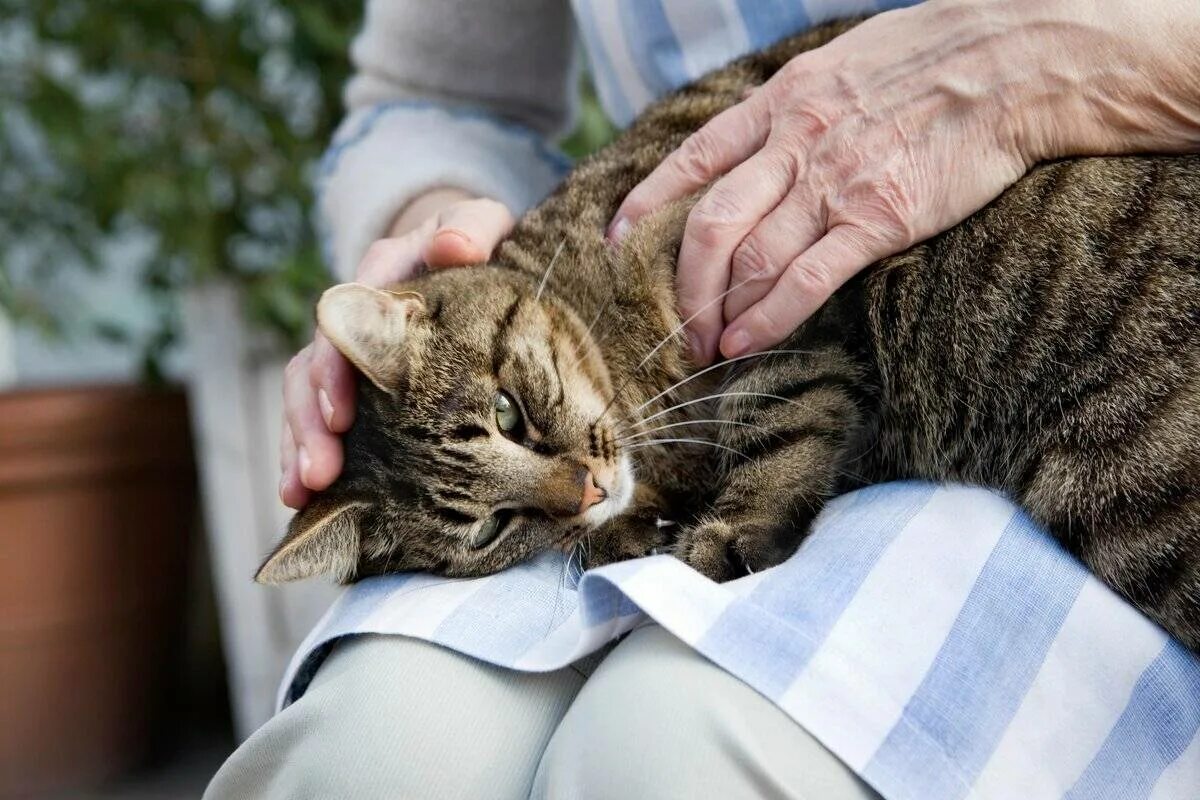 Заболел хозяин. Кошки лекари. Терапия кошками. Кошки целители. Старый кот на руках.
