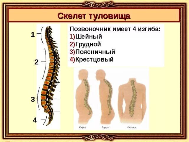 Перечислите физиологические изгибы позвоночного столба. Формирование изгибов позвоночного столба. Позвоночник имеет 3 изгиба. Позвоночник имеет 3 изгиба. Позвоночник человека лордоз кифоз.