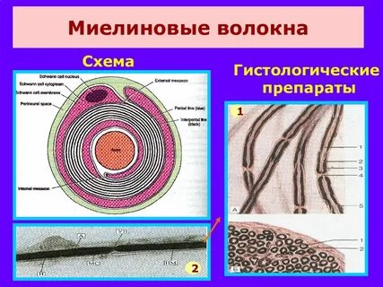 Миелиновое нервное