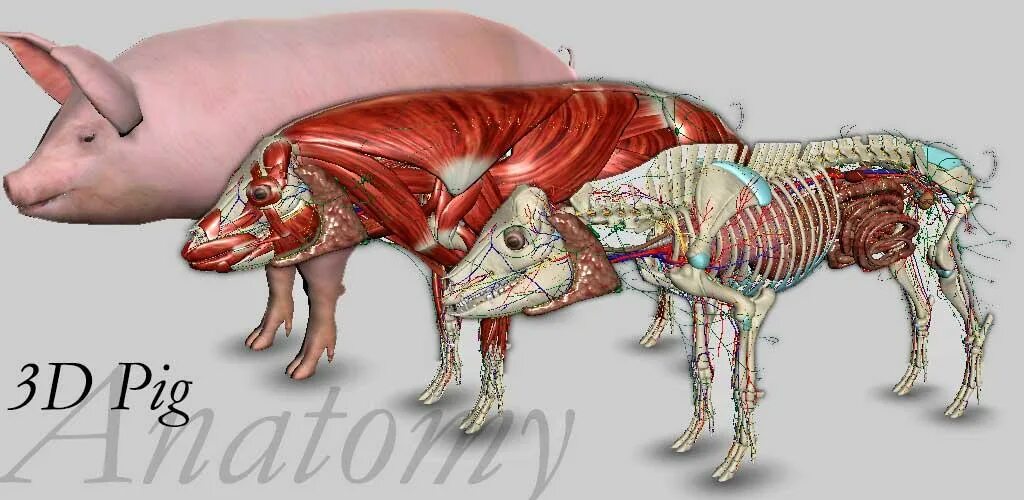 Анатомия свиньи. Кровеносная система свиньи.