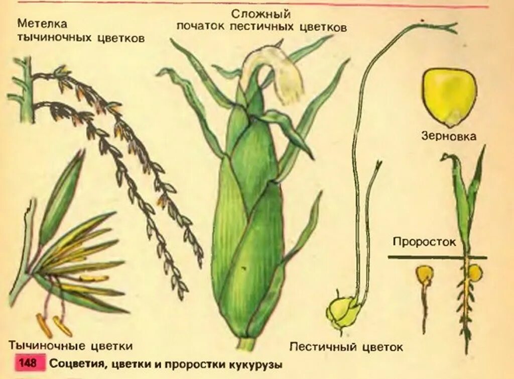 Плоды хлебных злаков под названием. Плод злаков Зерновка. Кукуруза строение растения. Цветок и плод злаковых. Строение соцветия пшеницы.