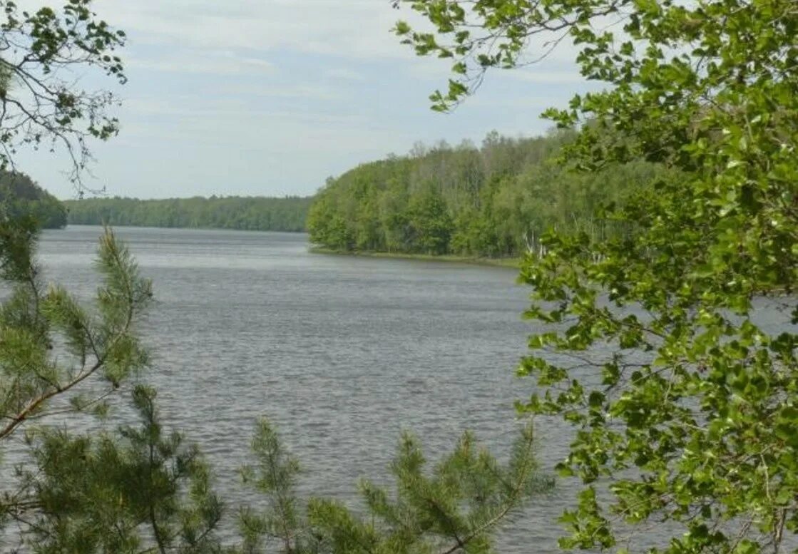 Муромский заказник озеро виша. Муромский заказник озеро виша. Муромский заказник озеро виша. Озеро виша. Озеро виша.