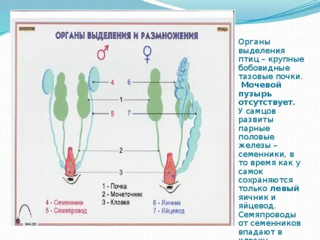 Выбери органы выделения человека. Органы выделения птиц. Органы выделения таблица. Органы выделительной системы птиц. Эволюция органов выделения.