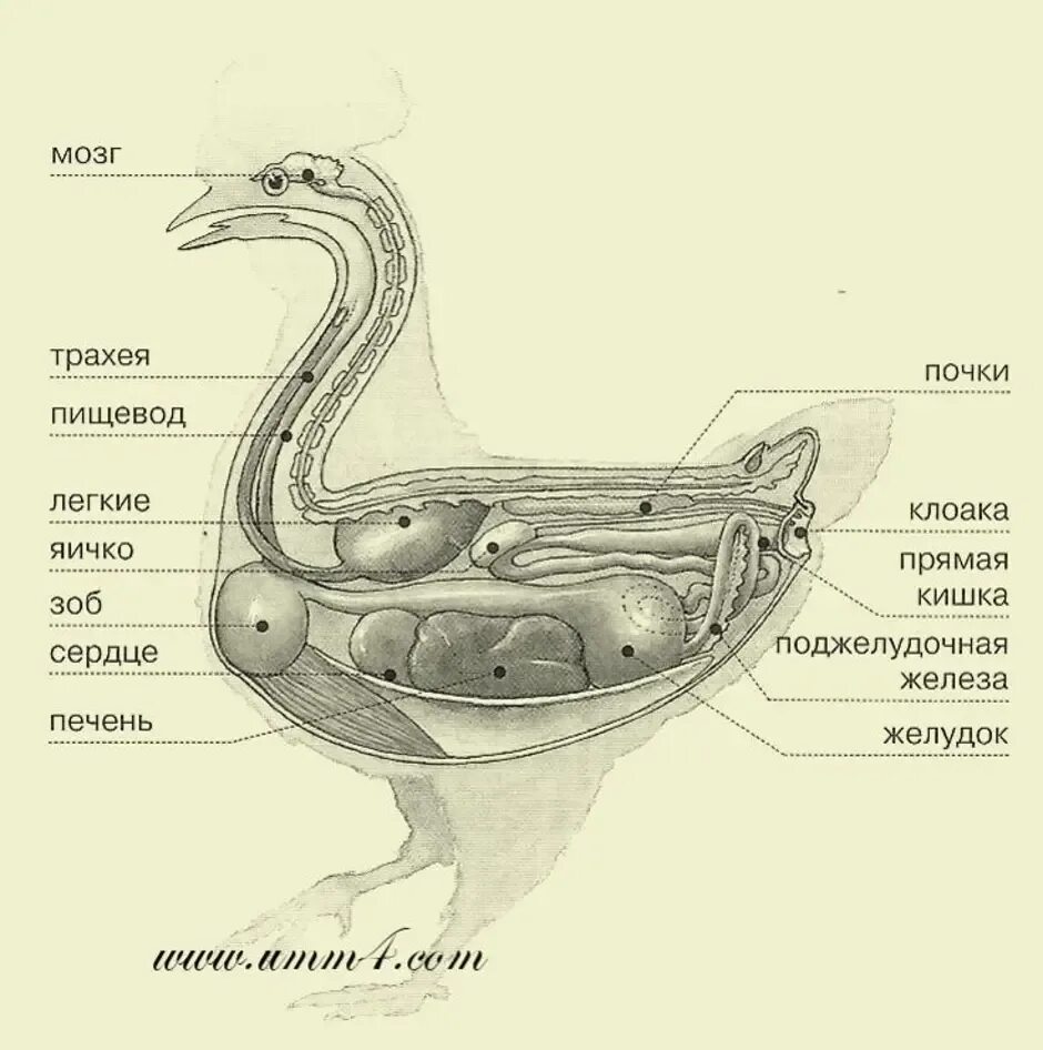 У куриц есть мозг. Строение внутренних органов гуся. Строение органов утки. Строение Гусыни. Анатомическое строение утки.
