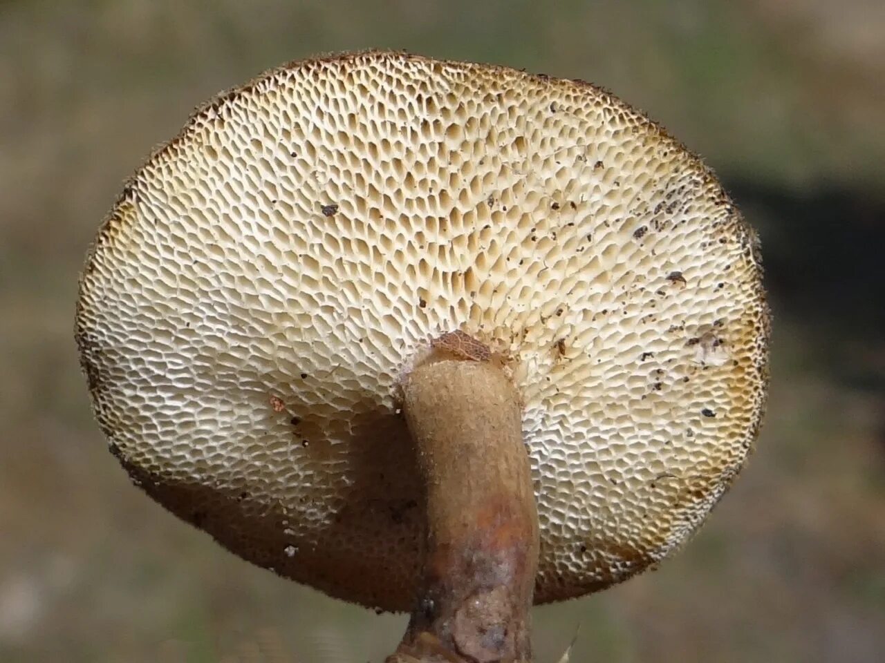 Пластинчатые являются. Polyporus tuberaster Полипорус клубненосный. Трутовик гриб клубненосный. Трутовик клубненосный Polyporus tuberaster. Polyporus rutinalis.