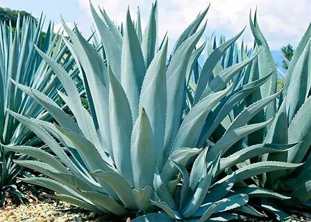 Agave