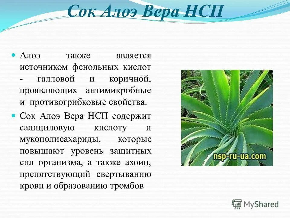 При каких заболеваниях алоэ. Алоэ столетник от насморка. алоэ вера лекарственные св-ва. алоэ от насморка для детей. алоэ лекарственное растение.