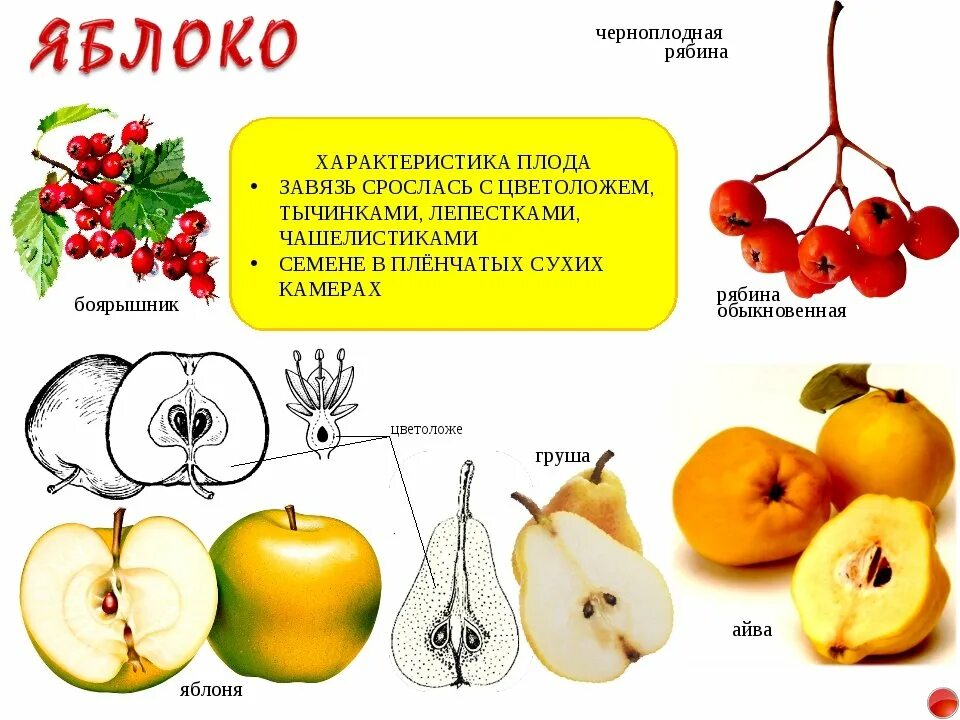 Яблоня какой класс. Плод груши строение что снизу. Яблоко (Тип плода). Строение плода яблока. Типы плодов яблоко.