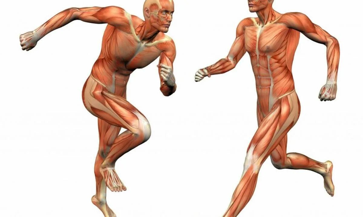 Какие мышцы задействованы при беге на 100м. Мышцы после бега. Спортивные парни. Мышцы работающие при беге. При беге мышцы качаются?.
