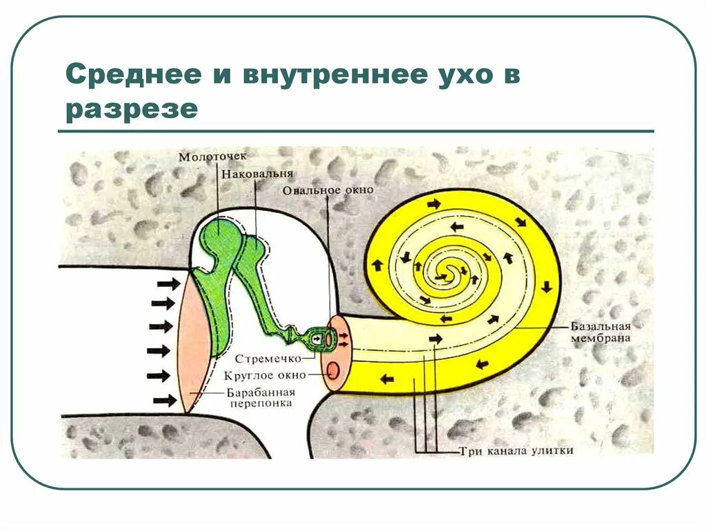 Окно улитки расположено. Среднее и внутреннее ухо. Внутреннее ухо в разрезе. Круглое и овальное окно в ухе.