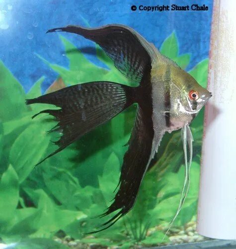 Съели скалярию